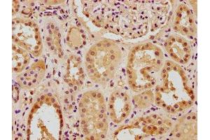 IHC image of ABIN7140056 diluted at 1:100 and staining in paraffin-embedded human kidney tissue performed on a Leica BondTM system. (PTBP3 anticorps  (AA 37-55))