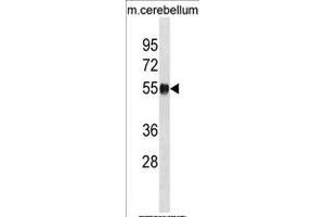 MOUSE Ppm1h Antibody (Center) (ABIN1881679 and ABIN2839056) western blot analysis in mouse cerebellum tissue lysates (35 μg/lane). (PPM1H anticorps  (AA 234-262))