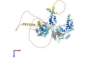 AlphaFold protein structure predicition of Mouse Recombinant Nvl Protein, UniprotID Q9DBY8