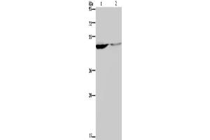 Western Blotting (WB) image for anti-Potassium Channel, Subfamily K, Member 9 (KCNK9) antibody (ABIN2433245) (KCNK9 anticorps)