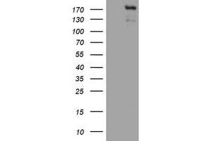 Image no. 3 for anti-Zinc Finger E-Box Binding Homeobox 2 (ZEB2) (AA 1-350) antibody (ABIN1490760) (ZEB2 anticorps  (AA 1-350))