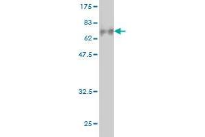 Western Blot detection against Immunogen (77.