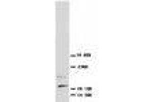 Image no. 1 for anti-Nerve Growth Factor (NGF) (N-Term) antibody (ABIN1495058)