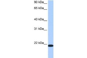TMED4 antibody used at 0. (TMED4 anticorps  (Middle Region))