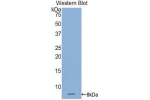 Western blot analysis of the recombinant protein. (Connexin 31 anticorps  (AA 211-269))