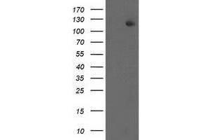 Western Blotting (WB) image for anti-Excision Repair Cross-Complementing Rodent Repair Deficiency, Complementation Group 4 (ERCC4) antibody (ABIN1498069) (ERCC4 anticorps)