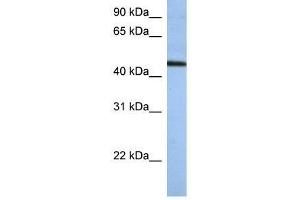 ZNF766 antibody used at 0. (ZNF766 anticorps  (N-Term))