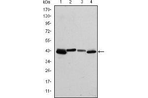 Western blot analysis using KRT19 mouse mAb against T47D (1), MCF-7 (2), HepG2 (3) and SW620 (4) cell lysate. (Cytokeratin 19 anticorps)