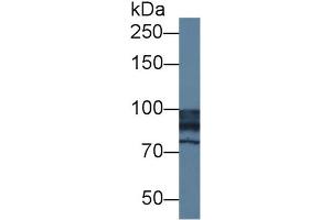 Detection of NAGLU in Human HepG2 cell lysate using Polyclonal Antibody to N-Acetyl Alpha-D-Glucosaminidase (NAGLU)