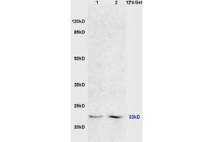 L1 mouse liver lysates, L2 mouse brain lysates probed with Anti FADD Polyclonal Antibody, Unconjugated (ABIN669471) at 1:200 in 4 °C.