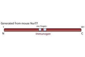Image no. 1 for anti-Nuclear Receptor Subfamily 4, Group A, Member 1 (NR4A1) antibody (ABIN967395) (NR4A1 anticorps)