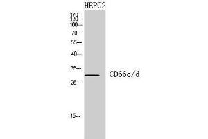Western Blotting (WB) image for anti-Carcinoembryonic Antigen-Related Cell Adhesion Molecule 3/6 (CEACAM3/6) (Internal Region) antibody (ABIN3181438) (CEACAM3/6 anticorps  (Internal Region))