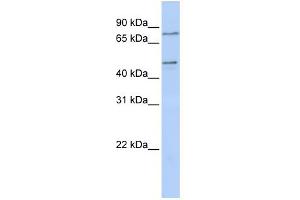 WB Suggested Anti-ZNF491 Antibody Titration:  0. (ZNF491 anticorps  (N-Term))