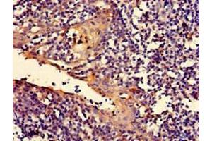 Immunohistochemistry of paraffin-embedded human tonsil tissue using ABIN7167078 at dilution of 1:100