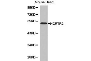 Western Blotting (WB) image for anti-Hypocretin (Orexin) Receptor 2 (HCRTR2) (AA 380-444) antibody (ABIN3017279) (HCRTR2 anticorps  (AA 380-444))