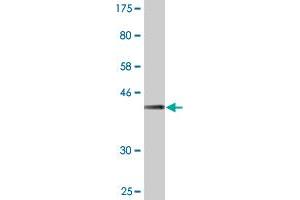 Western Blot detection against Immunogen (43.