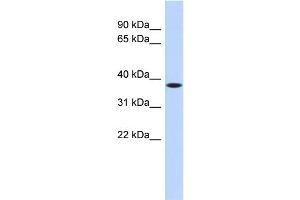 WB Suggested Anti-C22orf30 Antibody Titration: 0. (C22ORF30 anticorps  (Middle Region))
