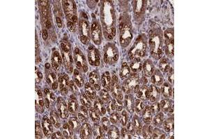 Immunohistochemical staining of human stomach with PTPRU polyclonal antibody  shows strong cytoplasmic positivity in glandular cells at 1:200-1:500 dilution. (PTPRU anticorps)