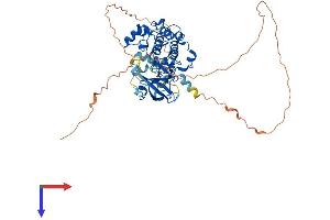 AlphaFold protein structure predicition of Mouse Recombinant Rps6kb1 Protein, UniprotID Q8BSK8