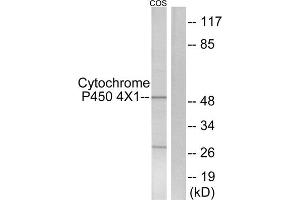 Western blot analysis of extracts from COS7 cells, using CYP4X1 antibody. (CYP4X1 anticorps  (Internal Region))