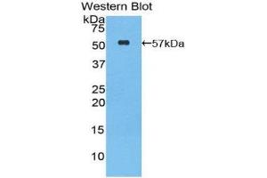 Western Blotting (WB) image for anti-Granzyme M (Lymphocyte Met-Ase 1) (GZMM) (AA 31-257) antibody (ABIN1859112)