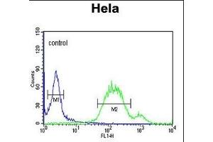 WNT5A Antibody (Center) (ABIN651869 and ABIN2840430) flow cytometric analysis of Hela cells (right histogram) compared to a negative control cell (left histogram).