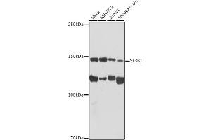 Western blot analysis of extracts of various cell lines, using SF3B1 antibody (ABIN7270542) at 1:1000 dilution. (SF3B1 anticorps)