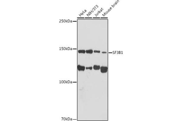 SF3B1 anticorps