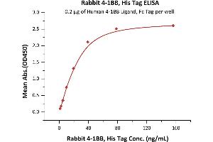 Immobilized Human 4-1BB Ligand, Fc Tag (ABIN2870602,ABIN2870603) at 2 μg/mL (100 μL/well) can bind Rabbit 4-1BB, His Tag (ABIN6731240,ABIN6809852) with a linear range of 1-39 ng/mL (QC tested). (CD137 Protein (AA 29-191) (His tag))
