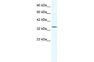 ZFP589 antibody (20R-1179) used at 0. (ZFP589 (Middle Region) anticorps)