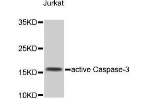 Western blot analysis of extracts of Jurkat cells, using CASP3 antibody (ABIN4903137). (Caspase 3 anticorps)