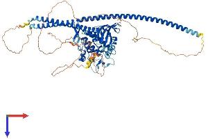 AlphaFold protein structure predicition of Mouse Recombinant Tlk1 Protein, UniprotID Q8C0V0