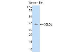 Western Blotting (WB) image for anti-Left-Right Determination Factor 1 (LEFTY1) (AA 78-361) antibody (ABIN1859643)