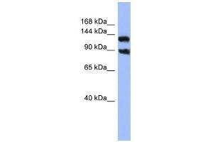 KCNH3 antibody used at 1 ug/ml to detect target protein.