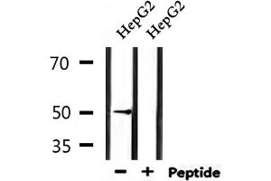 Western blot analysis of extracts from HepG2, using HTR3D Antibody. (HTR3D anticorps)