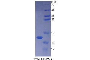SDS-PAGE analysis of Human CF6 Protein. (ATP5J Protéine)