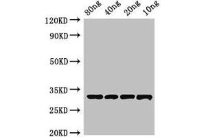 Western Blot Positive WB detected in Recombinant protein All lanes: Beta-lactamase inhibitory protein antibody at 4 μg/mL Secondary Goat polyclonal to rabbit IgG at 1/50000 dilution Predicted band size: 33 kDa Observed band size: 33 kDa (Beta-Lactamase inhibitors anticorps  (AA 37-201))