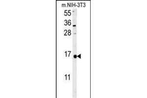LSM4 Antibody (Center) (ABIN652017 and ABIN2840498) western blot analysis in mouse NIH-3T3 cell line lysates (35 μg/lane). (LSM4 anticorps  (AA 47-74))