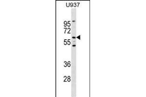 Mouse Ryk Antibody (Center) (ABIN1538306 and ABIN2849421) western blot analysis in  cell line lysates (35 μg/lane). (RYK anticorps  (AA 321-348))