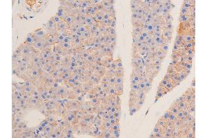 ABIN6267289 at 1/100 staining mouse pancreas tissue sections by IHC-P.
