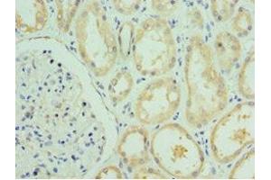 Immunohistochemistry of paraffin-embedded human kidney tissue using ABIN7167058 at dilution of 1:100 (RSAD2 anticorps  (AA 42-361))