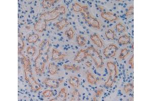 IHC-P analysis of kidney tissue, with DAB staining. (CD320 anticorps  (AA 36-256))