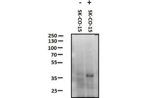 Western Blot of Rabbit anti-JAM A pY280 antibody.