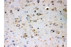 IHC testing of FFPE mouse brain with Peroxiredoxin 4 antibody. (Peroxiredoxin 4 anticorps)