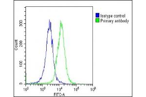 anti-N-Acetyltransferase 10 (GCN5-Related) (NAT10) (AA 146-178) antibody