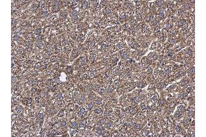 IHC-P Image GOT2 antibody detects GOT2 protein at cytoplasm in mouse liver by immunohistochemical analysis.