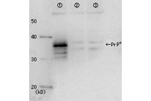 Western Blotting (WB) image for anti-Prion Protein (PRNP) antibody (ABIN2452080) (PRNP anticorps)