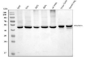Western blot analysis of Flotillin 2 using anti-Flotillin 2 antibody (ABIN7600242).