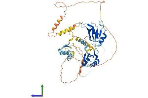 AlphaFold protein structure predicition of Human Recombinant CELF4 Protein, UniprotID Q9BZC1
