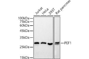 Western blot analysis of extracts of various cell lines, using PEF1 antibody (ABIN7269202) at 1:500 dilution. (PEF1 anticorps)